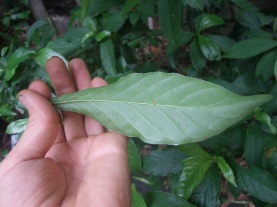 Psychotria viridis