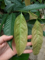 kepel-leaf
