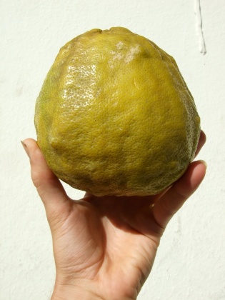 large-citrus