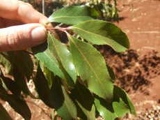 Khat leaf