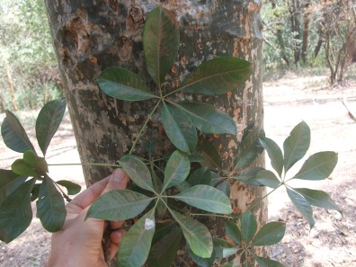 East African Bombax leaf