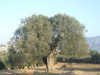 Olive tree, Greece