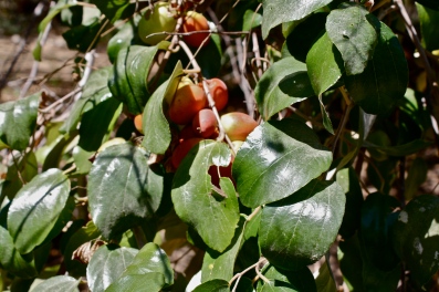 Ziziphus, flower and fruit