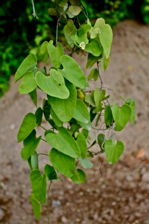 Aristolochia, spp. Jalisco, Mexico