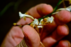 Summerhayesia laurentii, flower detail