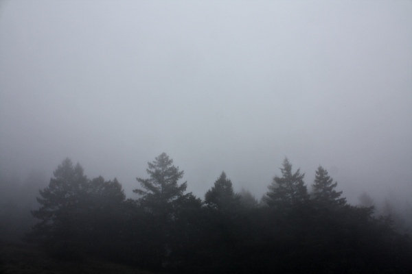 Fog forest, Mt. Tam