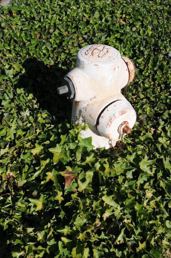 ivy fire hydrant