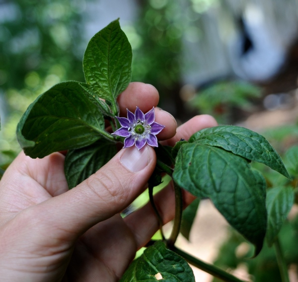 capsicum pubescens, rocoto, flower, solanaceae